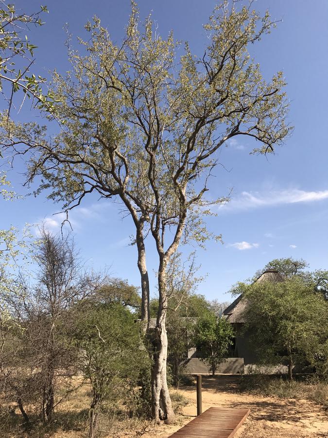 Leadwood Lodge هويدزبروت المظهر الخارجي الصورة